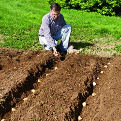 7 Ways to Plant Potatoes