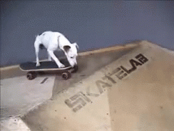 Pete the skateboarding puppy