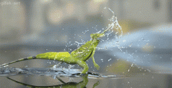 Jesus Lizard