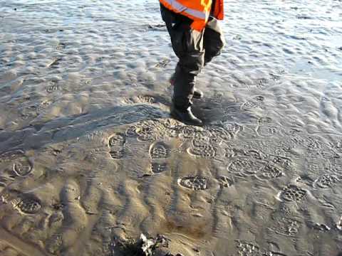 Walking on quicksand on Morecambe Bay – YouTube