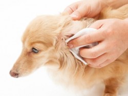 Ear Mites in Dogs Treatment | petMD