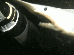 Goblin shark