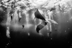 Diving with a humpback whale and her newborn calf while they cruise around Roca Partida island,  ...