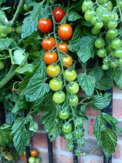 Living tomato ripeness chart.