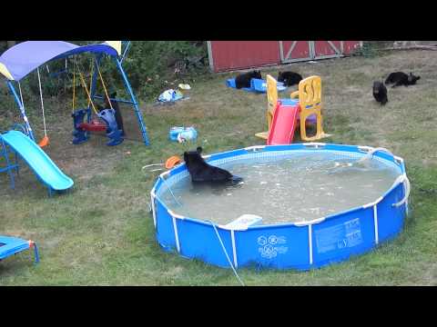 bear family in pool- 4 – YouTube