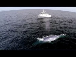 Blue Whale’s Perfect Comic Timing! #EarthOnLocation – Earth Unplugged – YouTube