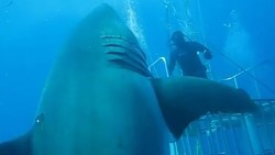 Footage Released Of World’s Largest Great White Shark Swimming With Divers