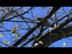 I’m Little…But I’m a Great Winner HD 1080 Dolby surround 5.1 – YouTube