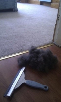 Use squeegees to remove pet hairs from your carpet.