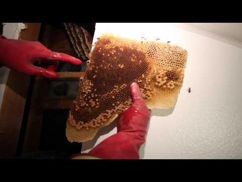 Removing and saving 50,000 bees from inside my walls – YouTube