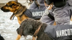 The Surprising Truth About Sniffer Dogs | Big Think