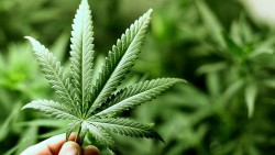 U.S. Admits Cannabis DOES Kill Cancer Cells