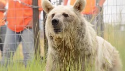 Watch These Bears Run Free After Living 20 Years In Cramped Cages