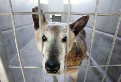 Arizona Rules All Dogs Sold In Pet Stores To Come From Shelters