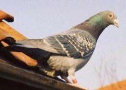 Carrier Pigeon Faster Than Broadband Internet