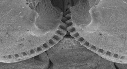 Functioning ‘mechanical gears’ seen in nature for the first time