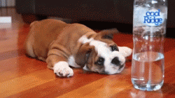 Bulldog puppy inviting a water bottle to play﻿