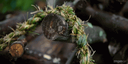 How to easily turn blades of grass into a long rope