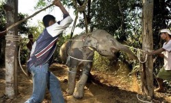 Petition · Stop the practice of ‘Crushing’ – torture of elephants in Thailand. ...