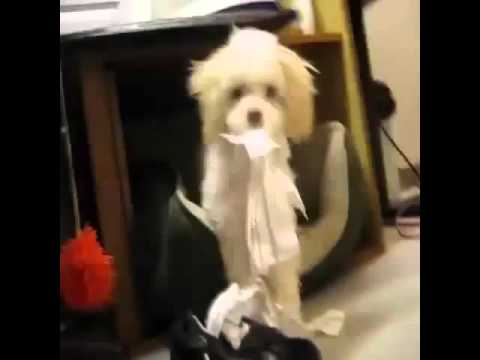 Puppy caught eating paper decides killing witness is the only way out. – YouTube