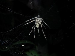 Spider That Builds Its Own Spider Decoys Discovered | WIRED