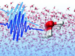 The structural memory of water persists on a picosecond timescale | ScienceYear