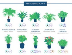 Top 18 houseplants for purifying the air you breathe, according to NASA | The Mind Unleashed