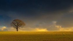 Winter tree