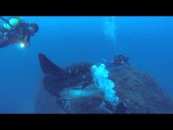 Divers dwarfed by an enormous sunfish – YouTube