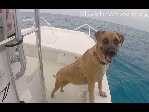 Dog sees Dolphins from boat; What happens next will touch your heart forever – YouTube