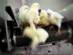 Germany Becomes The First Nation To Ban ‘Chick Shredding’