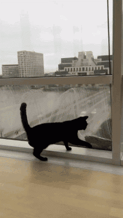 The cat and the window washer