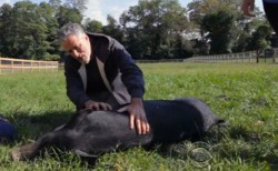 Jon Stewart Quits Comedy, Starts Animal Sanctuary to Rescue Abused Factory Farm Animals | The Fr ...
