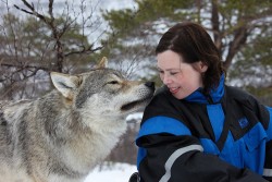 Wolf Sanctuary In Norway Lets You Cuddle Wolves While Watching The Northern Lights