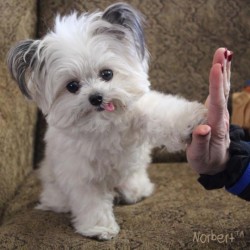 High 5