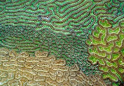 Caribbean Brain Coral