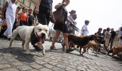 Dogs Are Now Recognized As Sentient Beings In France