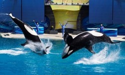 SeaWorld to end killer whale shows in wake of mounting protests | US news | The Guardian