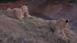 Such a majestic exit