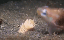 Meet the bobbit worm, probably the ocean’s most disturbing predator.
It digs itself into t ...