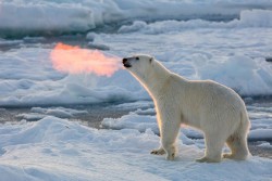 The rising sun makes this polar bear’s breath look like fire.