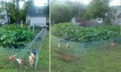 DIY Chicken Tunnel | Home Design, Garden & Architecture Blog Magazine