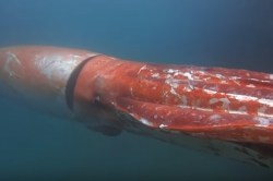 Giant Squid Captured On Camera In Japanese Bay, Swimming Alongside Divers | IFLScience