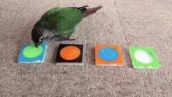 OCD Bird
