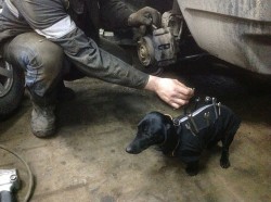 Meet Tool-Dog, The Cutest Lil Auto Repair Assistant In The World!