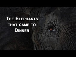 The Elephants that came to dinner | Mfuwe Lodge, Zambia – YouTube