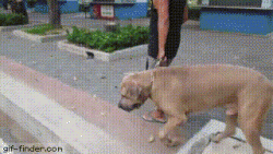 Mother Cat shows more balls than the prick “controlling” the dog