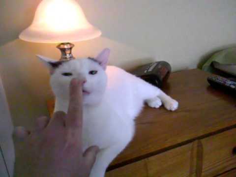 Cat touch lamp – YouTube