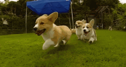 Corgis