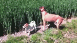 Dog in a field of wheat :)